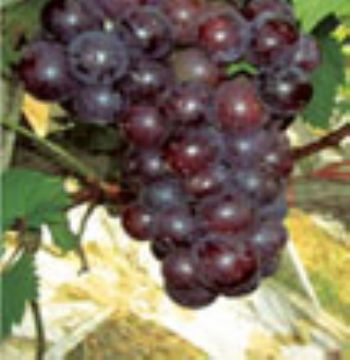 Grape Seed Extract 